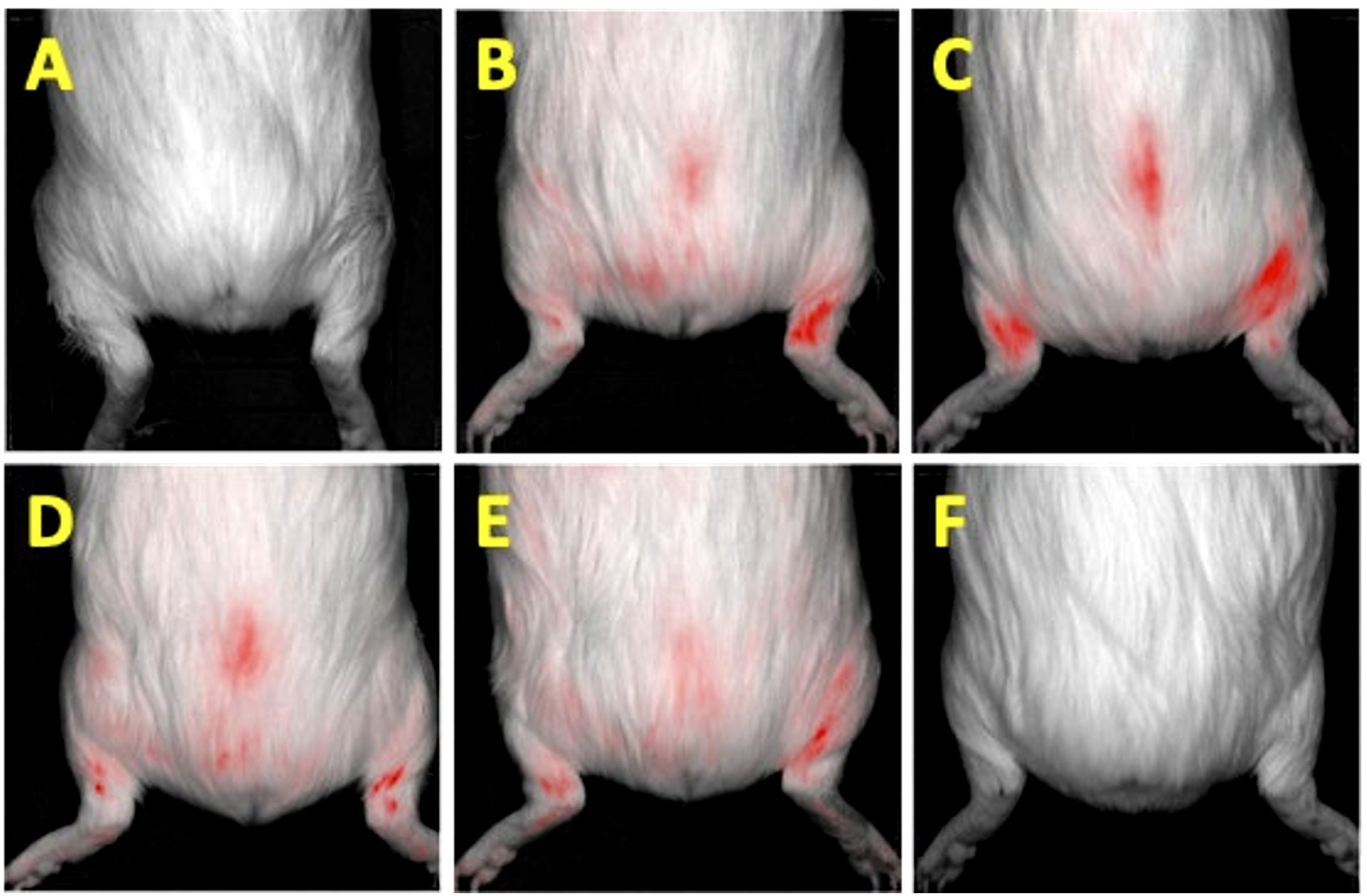 FIGURE 4: Tracking the presence of the labeled WJ-MSCs with PKH26 fluorescent dye after intra-articular injection of cells in guinea pigs using IVIS Lumina III imaging. (A) No fluorescent signal was detected before WJ-MSC injection on day 0; (B) A high-intensity fluorescent signal was detected on the right hind knee on day 0 immediately after knee intra-articular injection with WJ-MSCs; (C) On day 7, there was a fluorescent signal from the bilateral knee and caudal region of the guinea pig’s body, which cou