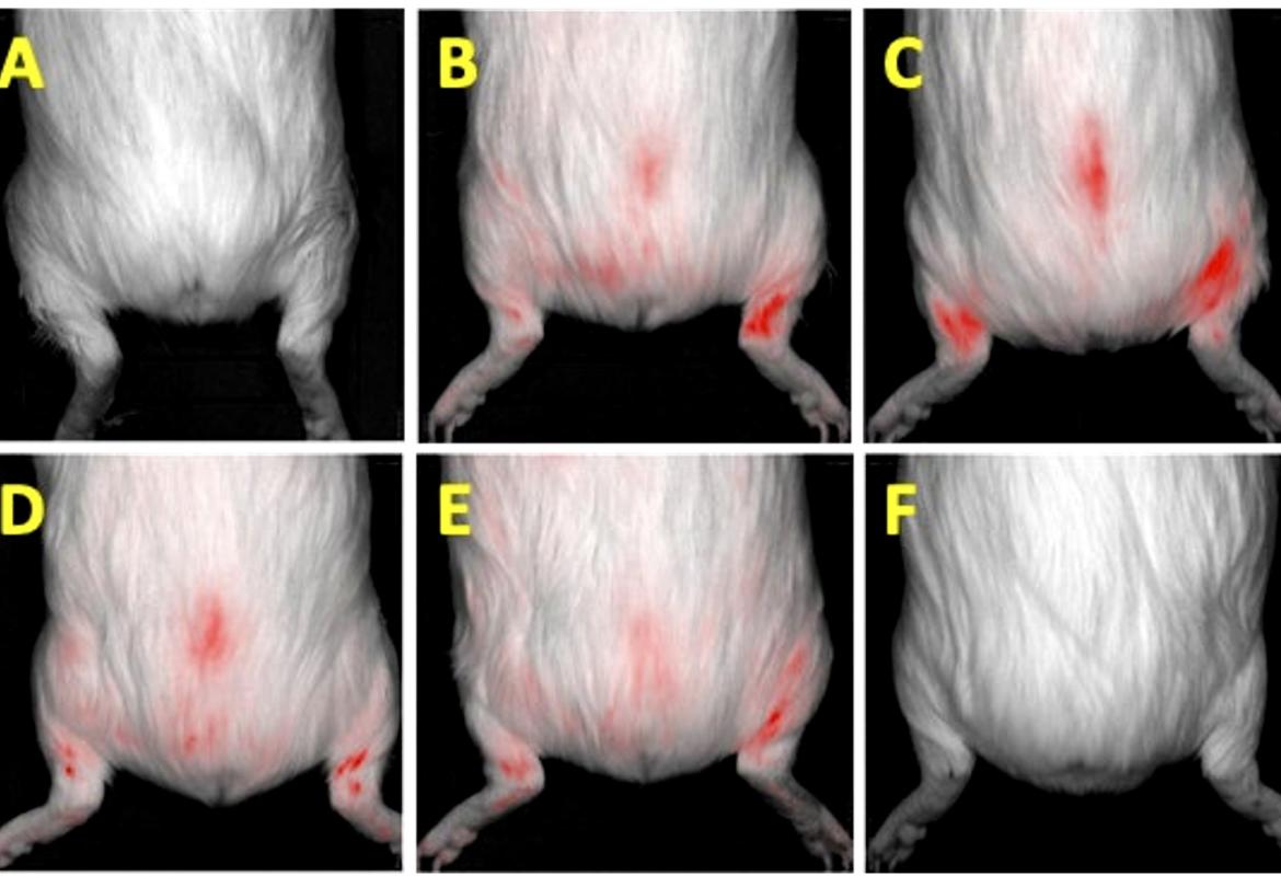 FIGURE 4: Tracking the presence of the labeled WJ-MSCs with PKH26 fluorescent dye after intra-articular injection of cells in guinea pigs using IVIS Lumina III imaging. (A) No fluorescent signal was detected before WJ-MSC injection on day 0; (B) A high-intensity fluorescent signal was detected on the right hind knee on day 0 immediately after knee intra-articular injection with WJ-MSCs; (C) On day 7, there was a fluorescent signal from the bilateral knee and caudal region of the guinea pig’s body, which cou